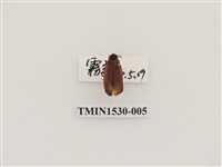藏品(前角扣頭蟲科)的圖片